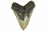 Fossil Megalodon Tooth - Huge NC Meg #298824-1